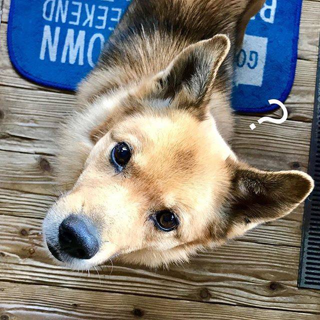 今日子 on Instagram: “んあ？何のおと…？ 私の口笛よ(鳥のまね) 頭上に響く中途半端な口笛に 何度も首を傾げるチョロでした? #はてな#疑問#口笛#モノマネ#不思議#首をかしげる犬 #犬#雑種犬#雑種#ミックス犬#ミックス#ちばわん #保護犬#犬好き#?#鎌倉…” (26110)