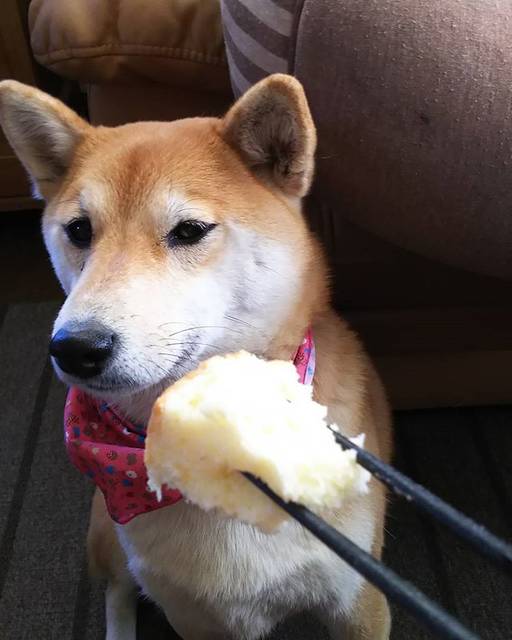TANPOPO柴犬 on Instagram: “食べたくないのに見せるのは悪趣味でしょ???#シフォンケーキ#食べたくない#ましてやレモン味#静電気でパチッときた#だから箸で#でも食べません” (26121)
