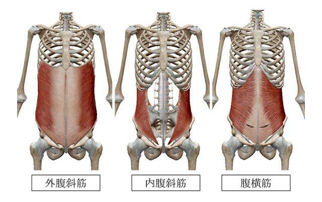 Ritsu_bodyworkoutさんはInstagramを利用しています:「【腹筋頑張ってるのに下腹ポッコリなんで？】腹筋女子というワードがあるくらい女性の方が気になっている腹部。腹直筋は有名な筋肉のひとつですが腹直筋だけでなく深層部の腹横筋・腹斜筋群にアプローチできていますか？気になったらレッスンへ?‍♀️? #腹筋女子 #腹筋トレーニング #腹直筋…」 (48345)