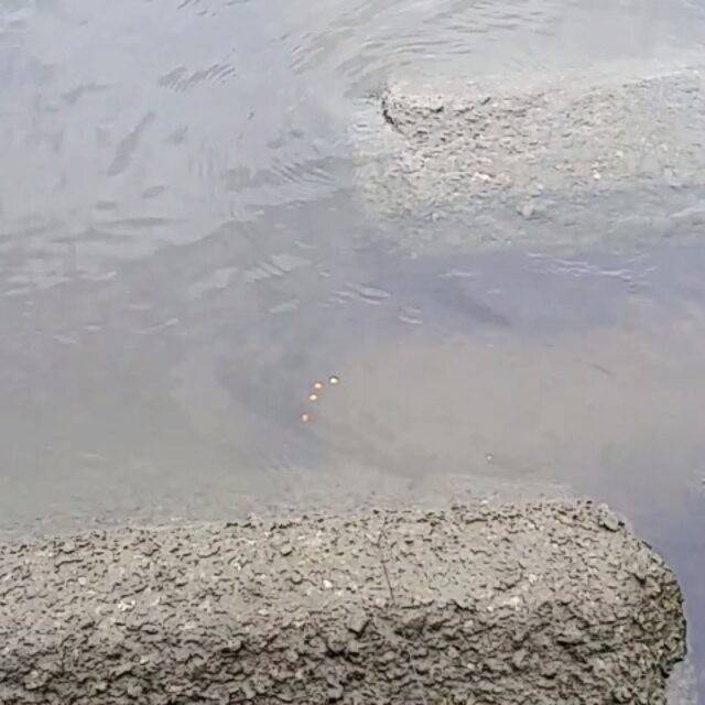 聖いがぐり魚釣団 on Instagram: “昨日のテナガエビ釣り。アタリが出ても、早合わせは禁物。  fished a prawn on a weekend. 周末我钓了斑节虾。 주말에 저는 새우를 낚았다.  #テナガエビ #手長エビ #手長エビ釣り #テナガエビ釣り #小物釣り  #microfishing #钓…” (62920)