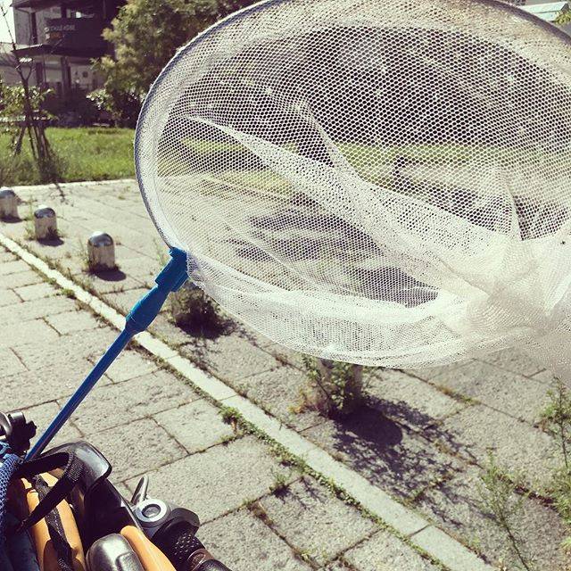 Masayo Okada on Instagram: “夏の恒例の日課が始まりました。  #虫網 #虫かご #夏の #恒例行事 #セミ捕り #朝 #目覚めの #一言 は #お母様 に #おはよう の #挨拶 ではなくて #蝉さん の #声がする で #始まる  #毎日 #everyday #自転車 カゴに挿して走るのは #母ちゃん…” (62923)