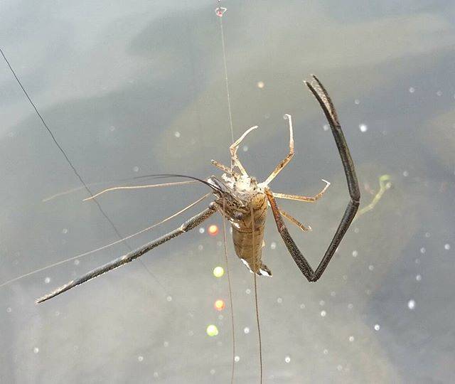 聖いがぐり魚釣団 on Instagram: “今日のテナガエビ釣り Today is also shrimp fishing. 钓虾 새우낚시  #テナガエビ #手長エビ #手長エビ釣り #テナガエビ釣り #小物釣り  #microfishing #钓 #钓虾 #낚시  #새우낚시 #原生鱼 #nativefish…” (62924)