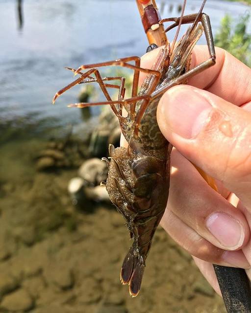 イチ on Instagram: “4ヶ月間遊んでくれてありがとう！元気な子を沢山産んでね〜#テナガエビ #テナガエビ釣り #雌はリリース！ #テナガエビ飼育 #手長海老 #手長エビ #ヒラテテナガエビ #ミナミテナガエビ #和竿 #竿一” (63302)