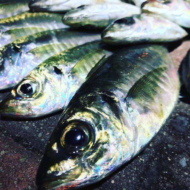daisuke fujii on Instagram: “爆風どないやねん‼️しかも風向き最悪で、か・な・り、厳しい釣りだったけど、その風を利用したウインドドリフトでキッチリ25upをget?✨脂べっとりべろべろりんで100パー旨いやつ?年明け初の釣り、なんだかんだ上々の出来映え? ・ #ライトゲーム #アジング #北九州アジング…” (66551)