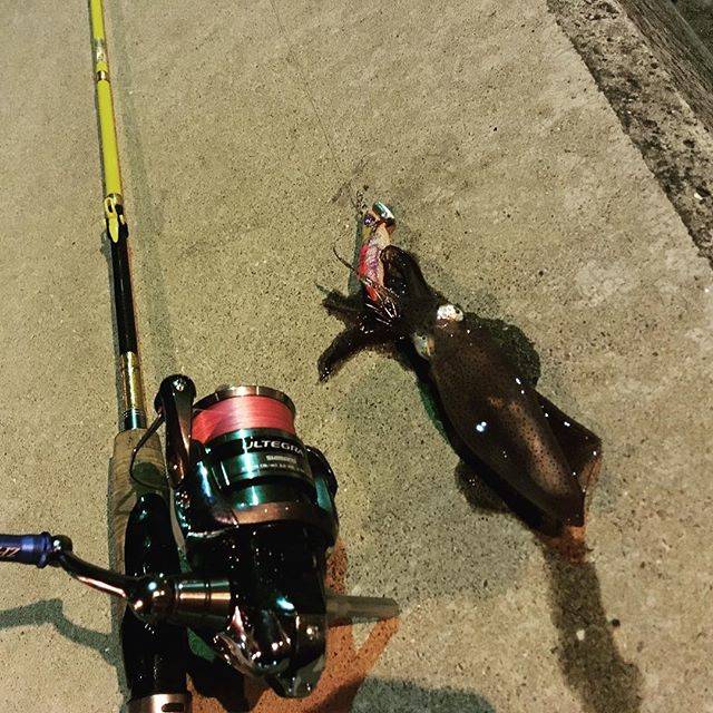 NO TITLE on Instagram: “初釣り。ボウズは免れた。おっきいヒイカ。#エギング #ナオリー #瀬戸内海 #ベイカ” (66597)