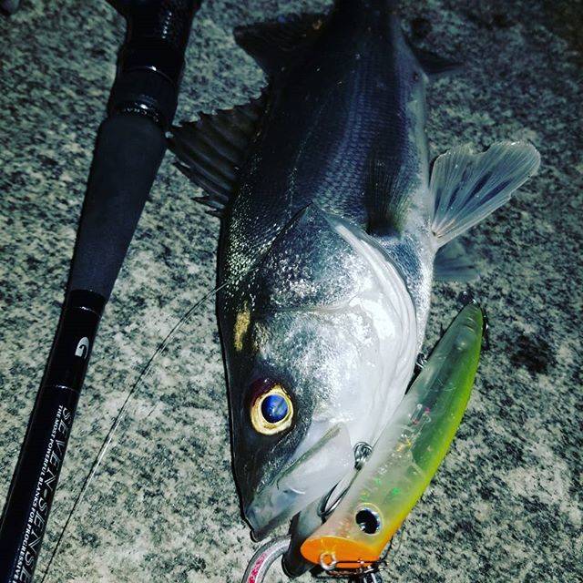 toshiki   岸本釣具商会 on Instagram: “橋脚流してゴンっ！#遊び#釣り好き#シマノ#Gクラフト#アイマ#河川#シーバス#香川県#丸亀市#岸本釣具商会” (69907)