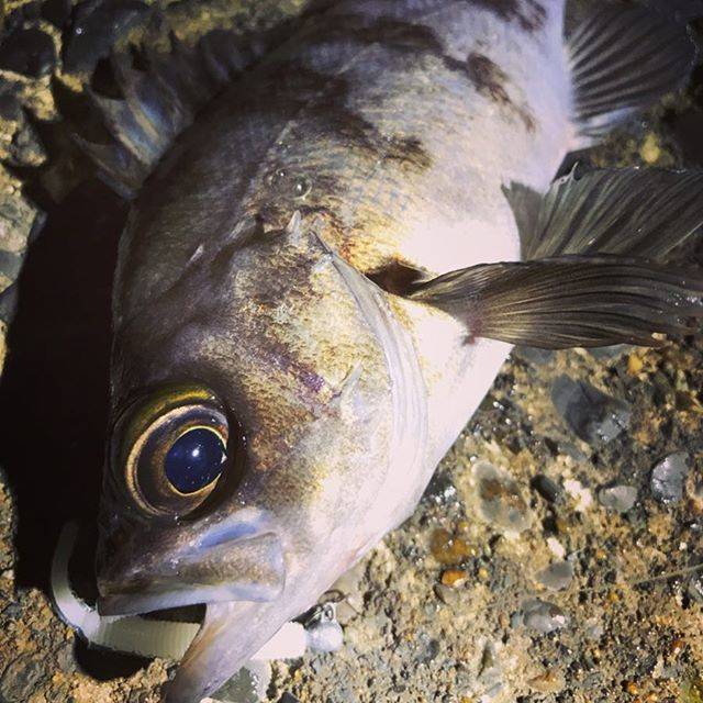 鈴木 浩暁 on Instagram: “ロッドを忘れ、取りに戻る困難とウィークエンドの混雑を乗り越えて… メバル狙いのミッション。  #メバリング #メバル #春告魚 #ライトゲーム #ルアー #フィッシング #ロックフィッシュ #ナイト #夜 #静岡 #浜名湖 #週末 #ウィークエンド #早春 #まぁまぁサイズ…” (73734)