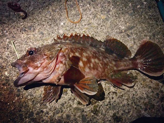 @fishlove40 on Instagram: “ガシラ24cm しっぽが綺麗❗️ #釣り #餌釣り #釣り好き #ガシラ #カサゴ #アラカブ #ホゴ #釣りバカ #夜釣り #魚釣り #根魚 #rockfish #ロックフィッシュ #神経〆 #刺身” (73735)