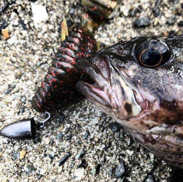 ロジャース on Instagram: “LURE/deps BULLFLAT 3inch ウォーターメロン/レッドフレーク 7g TX...おまけ? このアングルよ〜このアングル? ブルフラット...海でも釣れる。 #ブルフラット #ブルフラット3 #deps #根魚 #ワーム #ロックフィッシュ #テキサスリグ…” (73736)