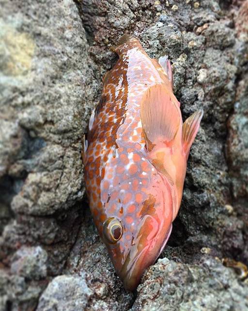 Tattooist/Hideki Kobayashi on Instagram: “#akita #fishing #fisherman #catchandeat #秋田 #男鹿半島 #マダイ #キジハタ #ヒラメ久しぶりの男鹿半島マダイ狙いのソゲだらけの中、キジハタいただきますそろそろアオリイカかな” (73869)