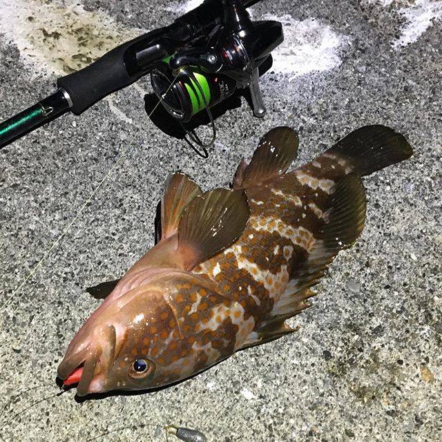 さたーん on Instagram: “?コンスタントに釣れた? 夕方より根魚狙いに行ってきた 風の弱い予報だったが現地は爆風? 追い風に乗ってメチャ飛ぶw 結構釣り難かったですがカサゴ君30匹以上とキジハタ君1匹の釣果でした そこそこ釣れて楽しい釣行でした…” (74434)