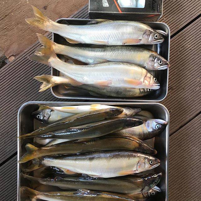 Masaaki Inoda on Instagram: “禁漁まで残り一週間…こんなに立派に成長して、二子玉川まで戻ってきてくれました。#多摩川鮎#二子玉川#リバーサイドライフ#世田谷リバーサイド倶楽部” (77212)