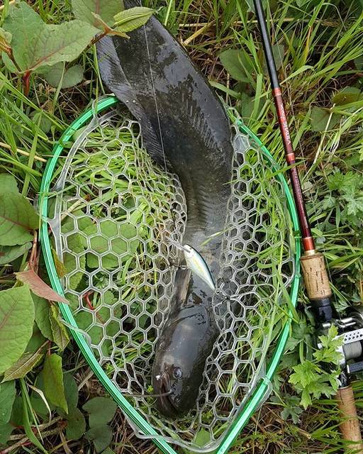 yasu on Instagram: “平成最後の魚は、大好きなラパラでナマズ☺#多摩川ナマズ #ワールドシャウラ1701ff #カルカッタコンクエストbfs #シャッドラップ” (77214)