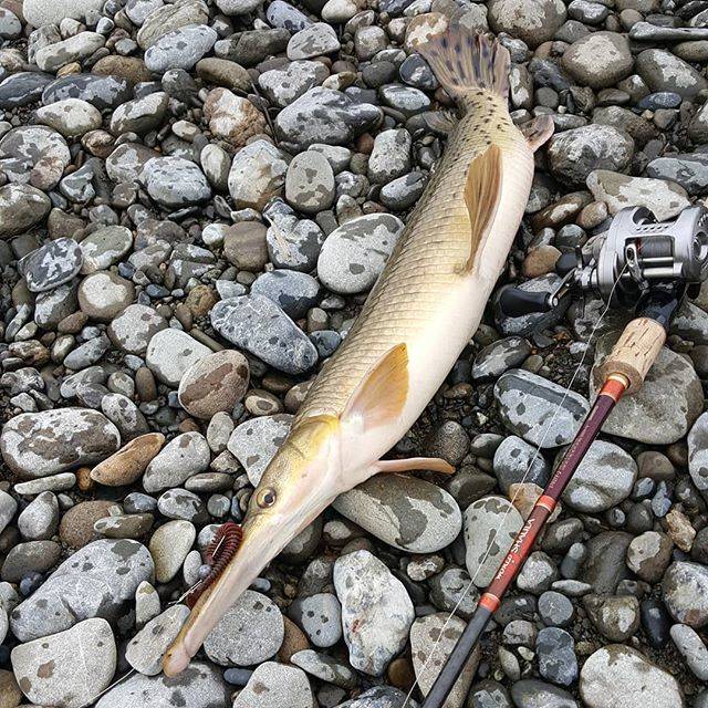 yasu on Instagram: “Where am I ?Texas?#アリゲーターガー#ベイトフィネス#ワールドシャウラ#カルカッタコンクエストbfs#怪魚#多摩川#タマゾン川” (77216)