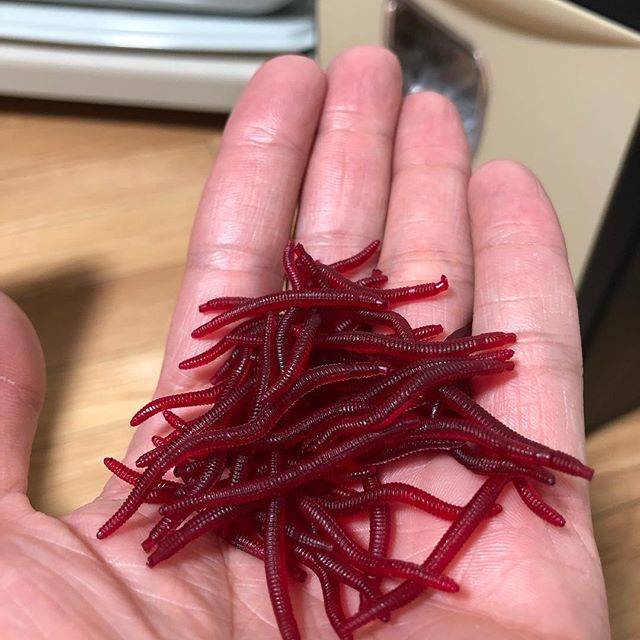 Yabu on Instagram: “これで何が釣れますか？なにかの稚魚ですか？#ミミズ #ワーム #疑似餌” (77231)
