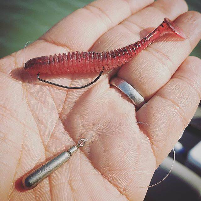 藤原大輔 on Instagram: “この時期のテッパンリグ『wobble shad 3"』のDS。 先日のバスオブジャパン旧吉野川戦でもキッカーフィッシュを連れて来てくれました。 春のささ濁りには『#97 チェリーシャッド』が効果的です。  #NOIKE #BITEGUTS #ウォブルシャッド3インチ…” (81167)