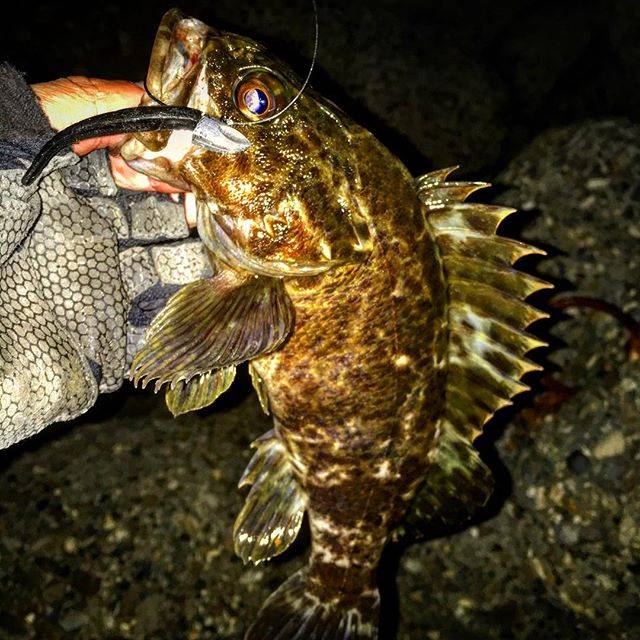 ROCKFISH??JUNKY072 on Instagram: “・ ・ @monkeys_fishingram がカレー食べにやって来た。ではなくメバリングにやってきました? 僕のポイント選択ミスによりガシラしか釣れないという結果に?個人的にはジグヘッドを忘れるという?‍♂️ ・…” (83369)
