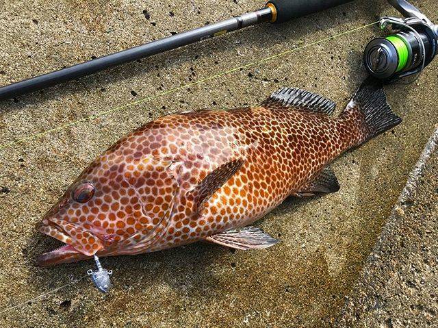 ラミエル on Instagram: “本日の釣行結果 ?  午前中の空き時間に小1時間ほど竿出し 。  雨の影響で相変わらず濁りはあるものの、ベイトも多く魚自体の活性は高め 。  中層付近のストラクチャー脇を通すとガツンという力強いアタリが ！  ランディングしたのは46cmの本命でした 。…” (83371)