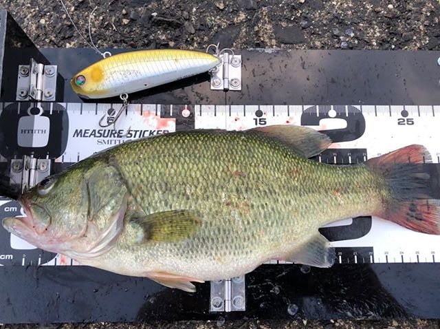 Yasuyuki Fuse on Instagram: “モラモラで初めて釣れました?#モラモラ #琵琶湖 #北湖 #バス釣り #おかっぱり” (86274)