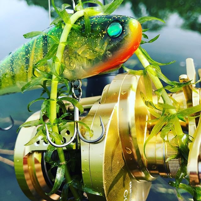 Masayuki on Instagram: “釣れへん(-_-;)﻿﻿先週と同じ作戦が通用しない…﻿﻿外国の魚はかしこい‼︎﻿﻿#モラモラ #バス釣り #バスフィッシング #bassfishing #和泉市” (86275)
