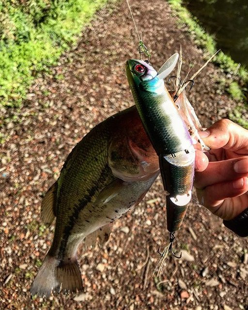 RyuSuke saSaki on Instagram: “ストレス発散#bassfishing #anglers #fishinglure #躱マイキー #野池釣行” (86321)