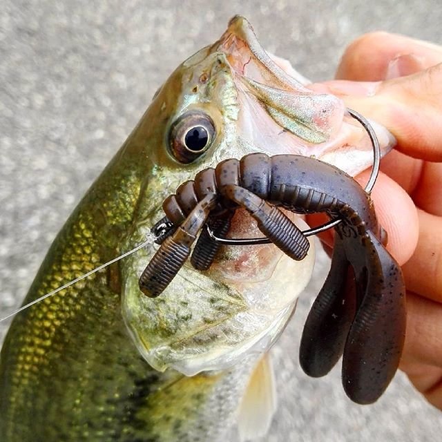 Hiroyuki Sakana on Instagram: “久しぶりのブラックバス??思ってたサイズとは違ったけど釣れてよかった?テトラ沿いをエスケープチビツインのフリーリグで。このダッピカラー、好きな色?? #釣り #バス釣り #ルアー #バス #bass #ブラックバス #バスフィッシング #bassfishing #fishing…” (86384)