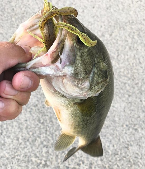 justdoito on Instagram: “夏の釣り?#bassfishing#blackbass#バス釣り#ブラックバス#bottmup#ハリーシュリンプ” (87413)