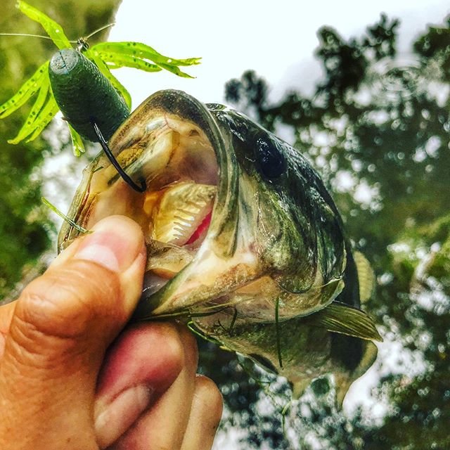 it_1091【釣り専用アカウント】 on Instagram: “今日の朝一はファットイカ?  #largemauthbass #ファットイカ #ゲーリーヤマモト  #ラージマウスバス #野池 #静岡野池 #釣り好きな人と繋がりたい #リブレ #bassfishing #バスフィッシング #バス釣り #fishing #フィッシング #釣り…” (87556)