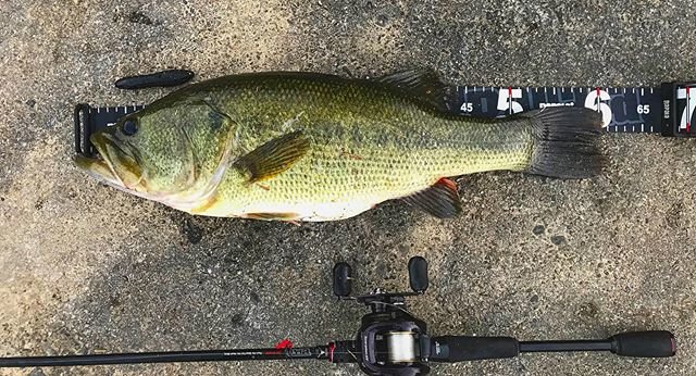 CRAZYfishing on Instagram: “. . メジャー写真です 口閉じ60cm  今年入って野池で60cm 釣るとメンバーに言いまくり 今日目標を達成しました 大阪府野池で60UPを釣る事！ まさか過ぎて  鳥肌と震えが止まりませんでした?  カバーに打ち込んですぐバックラし 直していると糸が出て行く出て行くで…” (88039)