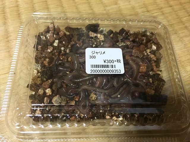 大久保直哉 on Instagram: “さて、明日は少し釣りに行ってきますかね。知り合いの店員がいたからバックヤードからジャリメ出してもらったんだけど、明らかに300円の量じゃないwww#ジャリメ #多すぎ #釣り #準備” (89723)