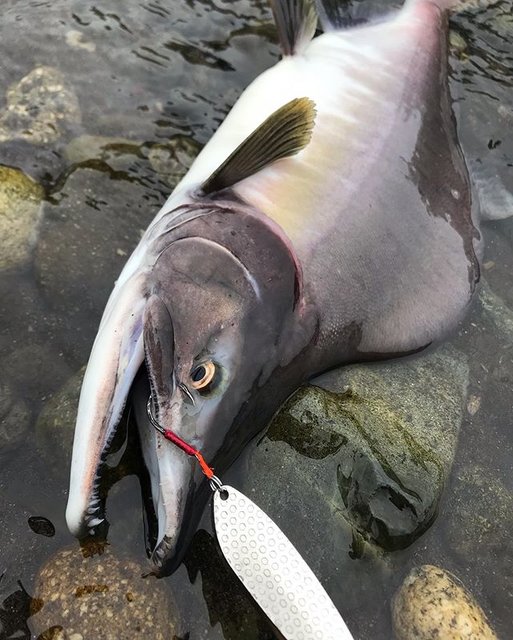 Yuki ??? on Instagram: “#trout #salmon #Caraftmouth  #pinksalmon  #troutfishing #trouthunting #troutbum #wildtrout #troutporn #troutunlimited #nativetrout…” (89945)