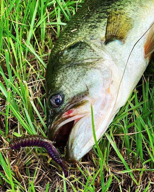Youichi_NAGAOKA on Instagram: “.ガン見?⁉️.朝活上流に待機でサイト?#アバカスシャッド #flashunion #岡山バス釣り #bassfishing #バス釣り #笹ヶ瀬川” (90260)