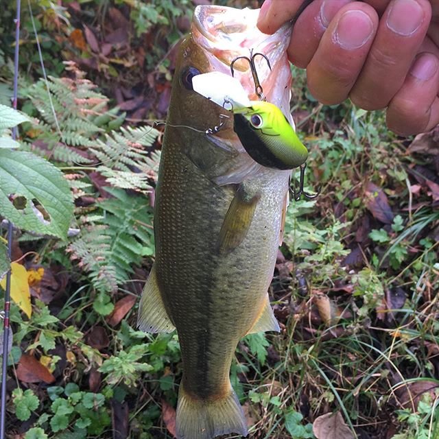 オオモリ ショウ on Instagram: “ブリッツマグナムMRと言っておけばでかく見える今日の釣果?  #子バスとの戯れ #osp #オーエスピー  #blitz #ブリッツ #blitzmr #blitzmagnummr  #legitdesign #レジットデザイン  #wildside #ワイルドサイド #wsc…” (90418)