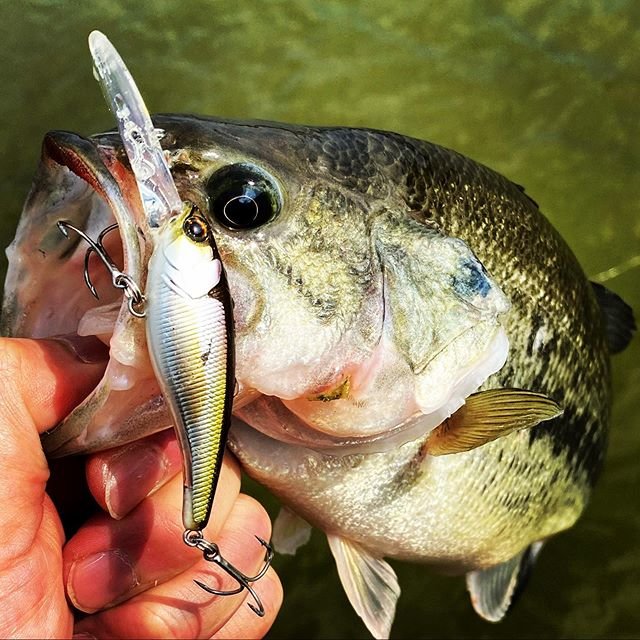 上島 力⚓︎Riki Ueshima on Instagram: “たまにはバス釣りも。#ジャッカル #ソウルシャッド #シマノ #アルデバランbfs #バス釣り #リボルテージ #jackall #shimano #fishing #pic #blackbassfishing #japan” (90420)
