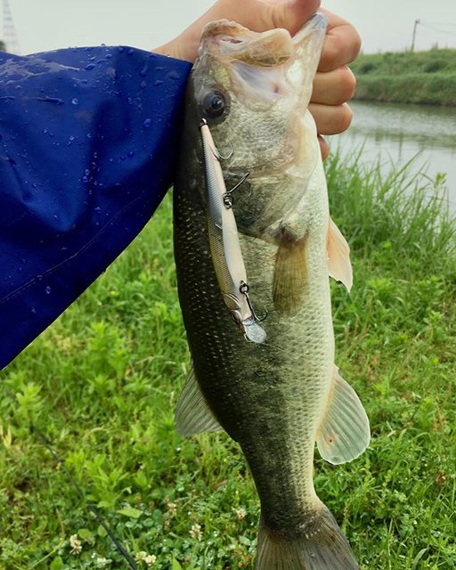 中村優太  Yuta Nakamura on Instagram: “仕事終わりにバス釣り?  雨の影響で少し濁り気味。 チャターで探るもなんか違うなと。 ジャークベイトに変えてブレイク+ハードボトムで バッコーン? 40アップ⤴️ . . . . . . #バス釣り#熊本#ブラックバス…” (90697)