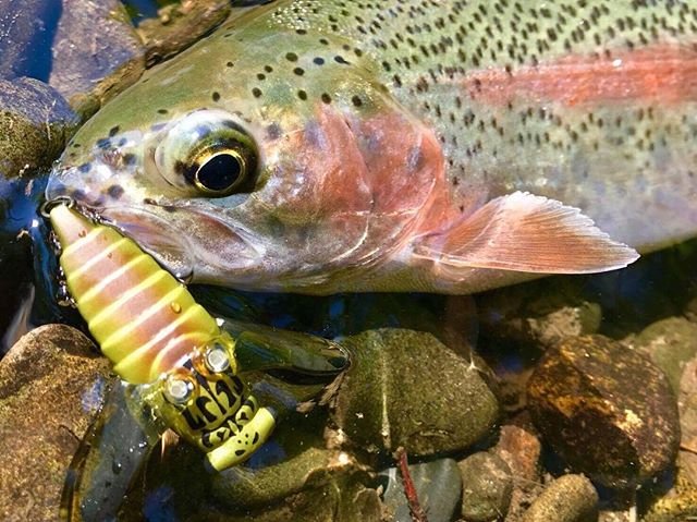 SMITH trout world on Instagram: “#北海道から#ニジマス#美蝉#lagless #TLB_49DT” (92871)