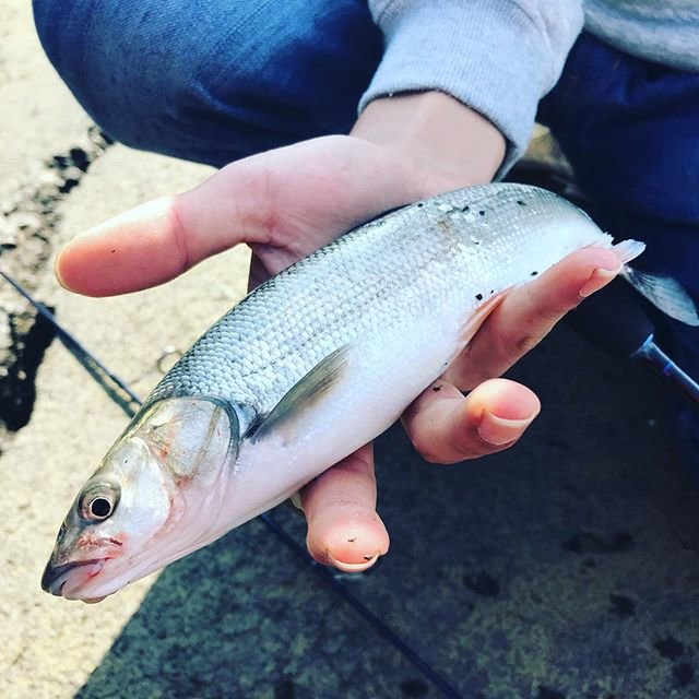 ウグイ　Tribolodon hakonensis