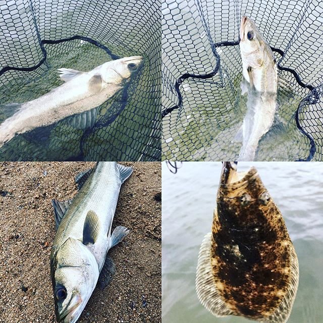Kenichiro Kameda on Instagram: “#釣れたけど #代償がでかい #でかいのは #バラす #バラしの達人 #6バラシ #ソゲ #ヒラメ #台風後 #ゴミだらけ #袋釣った #木釣った #シーバス #seabass #スズキ #鱸 #シーバス釣り #時合 #入れ食い #バラすけど #ルアーロスト #根掛かり…” (93234)