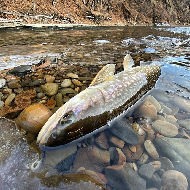 アメマス　Salvelinus leucomaenis...