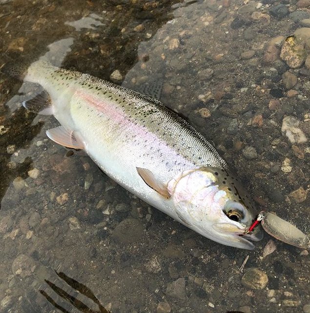 ニジマス　Oncorhynchus mykis