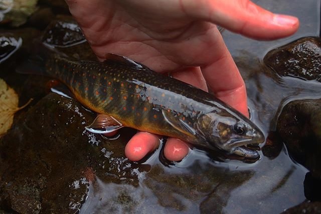 オショロコマ　Salvelinus malma