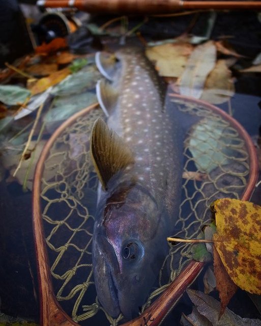 イワナ　Salvelinus leucomaenis