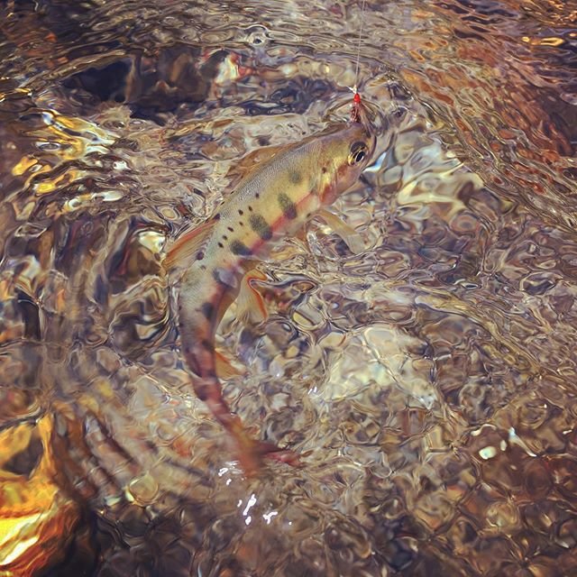 ヤマメ　Oncorhynchus masou