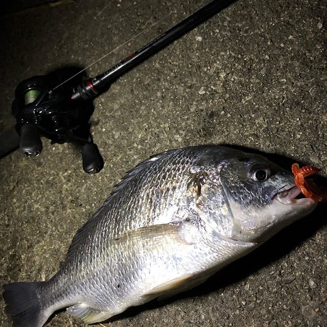kkkai on Instagram: “シーバス釣りに行ったけどダメダメだったので、あったものでちょっとチニングしてたら釣れた??#スコDC、DC音鳴らんくなった#寿命かもしれない#もう一台DCリール欲しいな#チニング#シーバス#BPM69MH#17スコーピオンDC#即興フリーリグ” (98208)