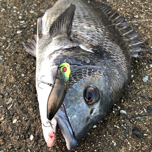 @hss.fishing on Instagram: “HAMANA SECRET#チニング#チヌトップ#トップチヌ#トップウォーター#megabass#水泡” (98221)