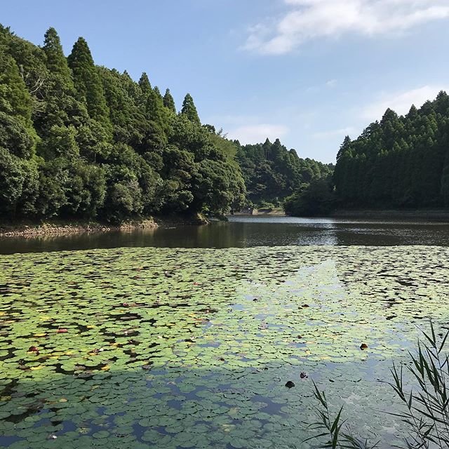 osumania on Instagram: “この時期になっても水位が戻らない、去年より減水してる丑ヶ池。#釣り #バス釣り #ブラックバス #blackbass #fishing #野池 #丑ヶ池” (99572)