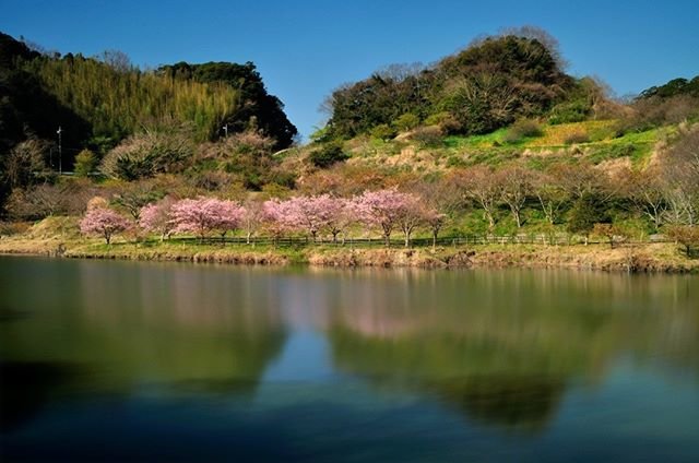 坂本隆 on Instagram: “南房総・鋸南町・佐久間湖の桜［鏡］#南房総#鋸南町#佐久間湖#佐久間ダム#佐久間ダム公園#河津桜” (99999)