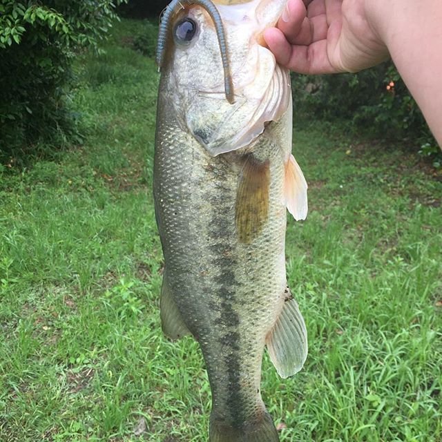 野口 和希 on Instagram: “大学行く前にfishing！このサイズが2本デカイの釣りたい#トルキーストレート4.8 ネコ” (100003)