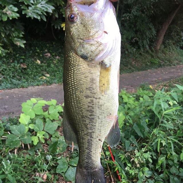 Toshihiko Koide on Instagram: “毎週末のバス釣り初心者チャレンジ、ホームフィールド雄蛇ヶ池にて。 20cm台の小バスを4連発し、もうちょいデカいの釣ってみたいなぁと夢見がちの35cmで最大記録更新！ ちょっとずつ成長して嬉し楽しい毎日です。  そんなことより！…” (100272)