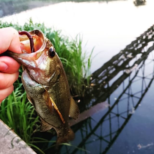 坂田俊之 on Instagram: “今日こそは、#トップ　で！！ と意気込んで、#ポンパドール　投げ倒してみましたが、惨敗。。。 #花見川　にて #フリックシェイク　で一本でました その後、#雄蛇ヶ池 に移動するも、人が多すぎるでしょ！と驚きながらもかなり歩いて、一本。。。 ばらしましたーーー！(涙)…” (100274)